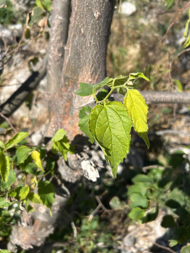 Celtis observed 2026-10-27