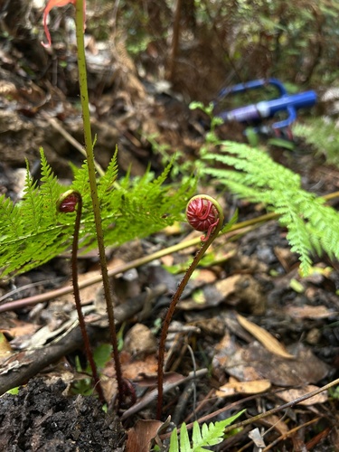 Blechnum appendiculatum observed 2026-10-27