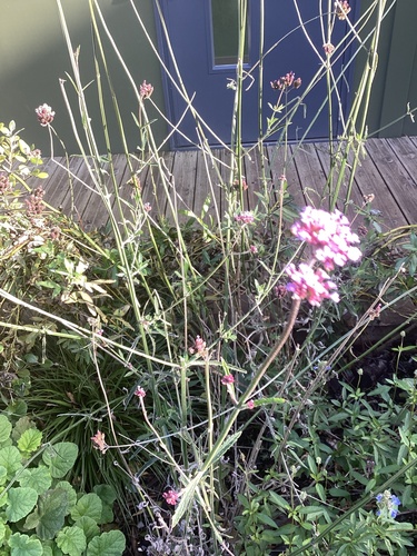 Verbena bonariensis observed 2026-10-27