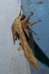 Marumba dyras