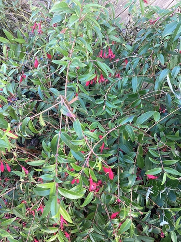 Fuchsia observed 2026-10-27