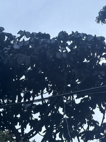 Cecropia observed 2026-10-27
