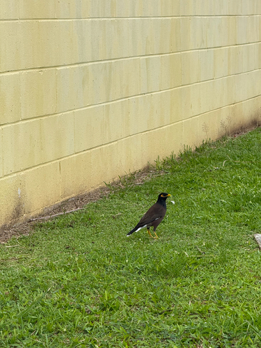Acridotheres tristis observed 2026-10-26