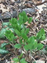 Pachysandra procumbens