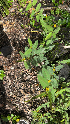 Chamaecrista nictitans observed 2026-10-26