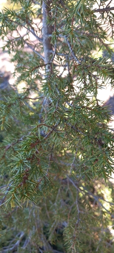 Juniperus communis observed 2026-10-27