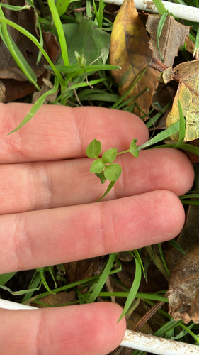 Stellaria observed 2026-10-27