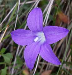 Wahlenbergia victoriensis