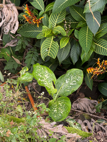 Dieffenbachia observed 2026-10-26