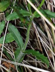 Wahlenbergia victoriensis