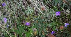 Wahlenbergia victoriensis