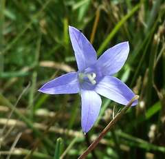 Wahlenbergia victoriensis