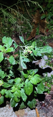Crassocephalum crepidioides observed 2026-10-27