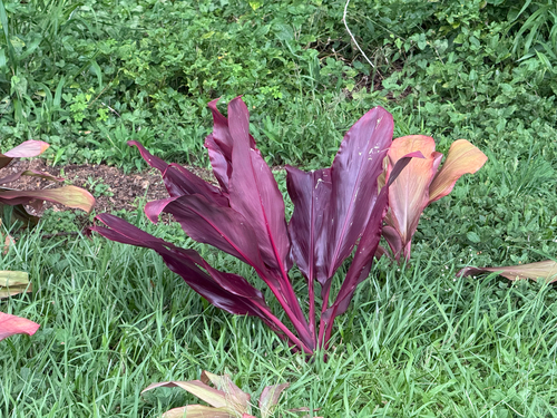 Cordyline fruticosa observed 2026-10-26