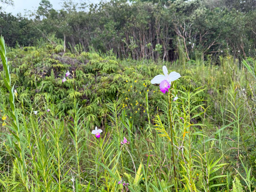 Arundina graminifolia observed 2026-10-26