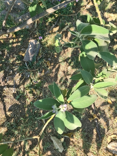 Solanum mauritianum observed 2026-10-26
