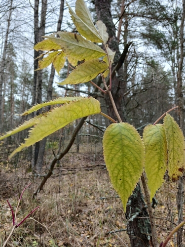 Sambucus racemosa observed 2026-10-27