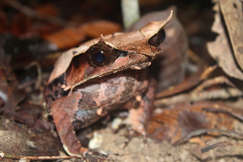 Megophrys nasuta observed 2026-10-25
