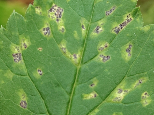 Septoria observed 2026-10-27