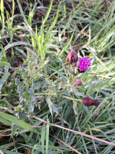 Cirsium arvense observed 2026-10-27