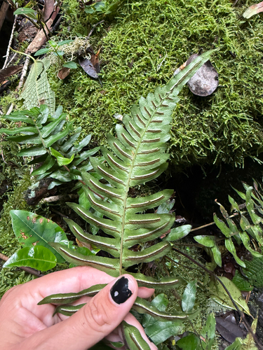 Blechnum appendiculatum observed 2026-10-26