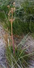 Aciphylla simplicifolia
