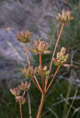 Image of Aciphylla simplicifolia by (c) Russell Best, some rights reserved (CC BY)