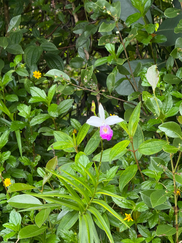Arundina graminifolia observed 2026-10-26