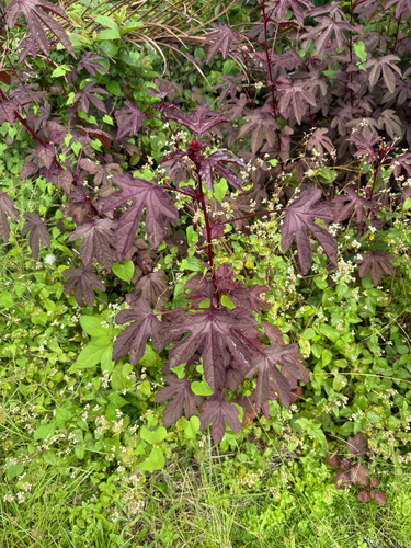 Hibiscus observed 2026-10-26