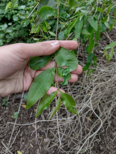 Eugenia observed 2026-10-26