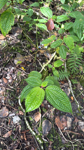 Miconia crenata observed 2026-10-26