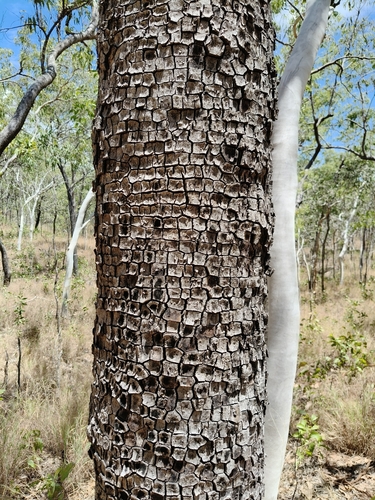 Corymbia tessellaris observed 2026-10-27