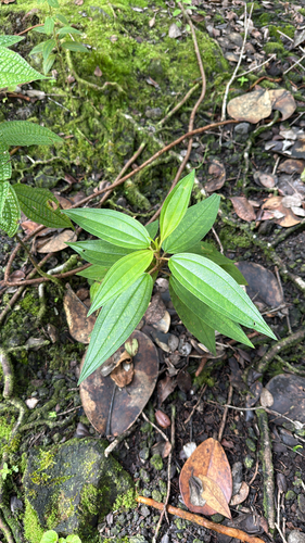 Rhododendron, 2026-10-26