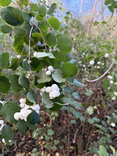 Symphoricarpos albus, 2026-10-27