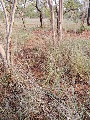 Heteropogon contortus observed 2026-10-27