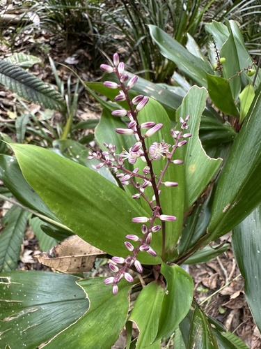 Cordyline cannifolia observed 2026-10-26
