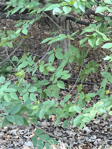 Carpinus caroliniana, 2026-10-26