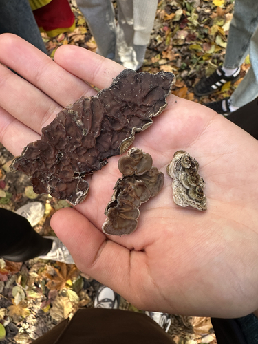 Auricularia mesenterica observed 2026-10-27
