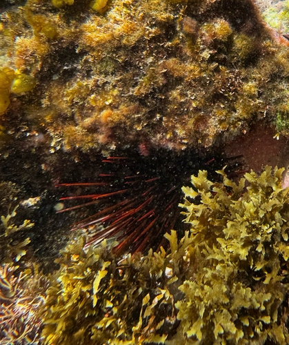 Heliocidaris tuberculata observed 2026-10-27