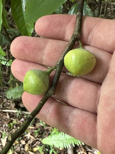 Eupomatia laurina observed 2026-10-26