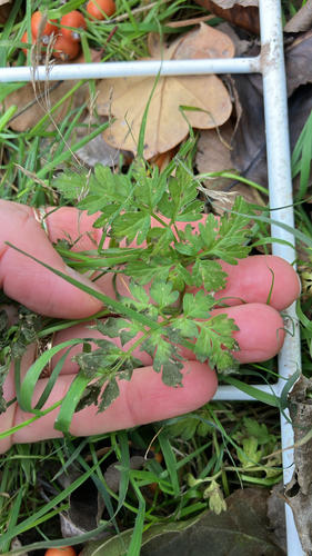 Anthriscus sylvestris observed 2026-10-27