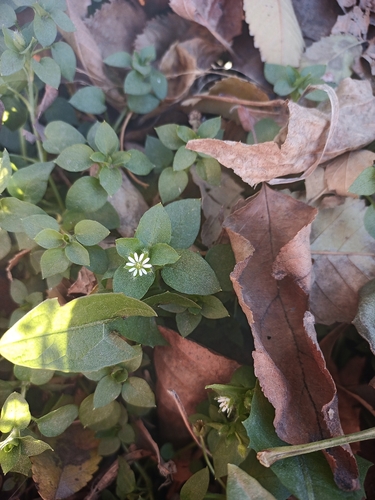 Stellaria observed 2026-10-27