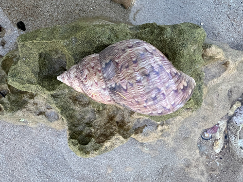 Phasianella observed 2026-10-27