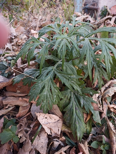Artemisia vulgaris observed 2026-10-27