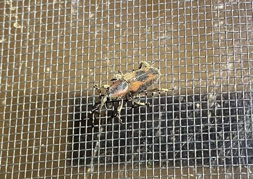 Rhabdoscelus obscurus, 2026-10-13