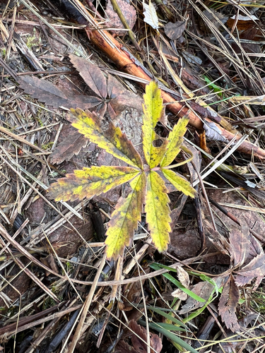 Fragaria observed 2026-10-27