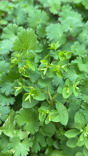 Euphorbia peplus observed 2026-10-27