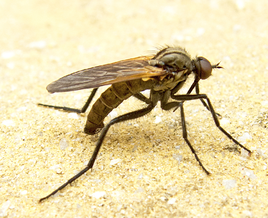 Empis sericans