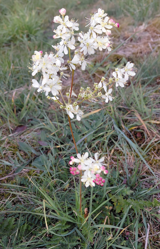 Filipendula vulgaris, 2026-10-26