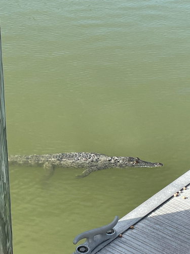 Crocodylus observed 2026-10-26